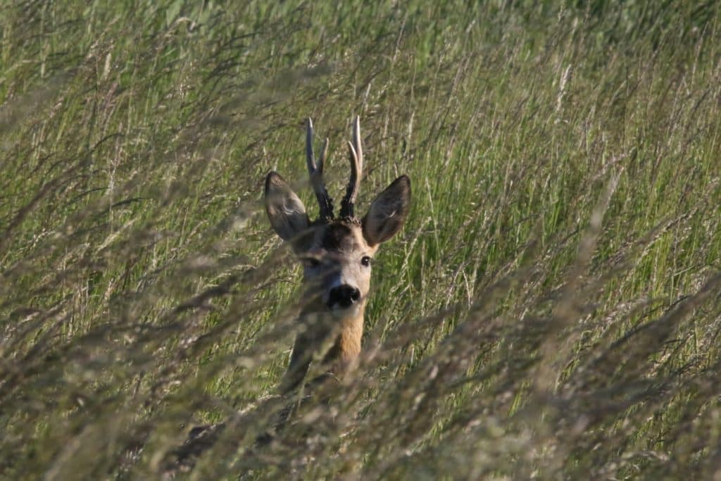 Bild-42-1024x683